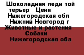 Шоколадная леди той-терьер › Цена ­ 5 000 - Нижегородская обл., Нижний Новгород г. Животные и растения » Собаки   . Нижегородская обл.